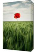 Obraz 30x50cm Samotny Mak na Polu
