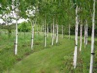 Brzoza jacquemontii doorenbos 100-120cm C2