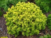 Sosna górska kosodrzewina OPHIR Złocista miniatura