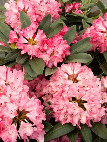 Różanecznik Sneezy C3 E na Arena.pl