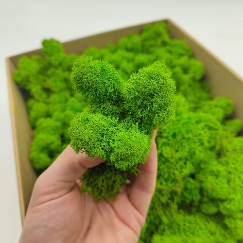 Mech Chrobotek Reniferowy - Fiński - Oczyszczony - Jasnozielony - 500g na Arena.pl