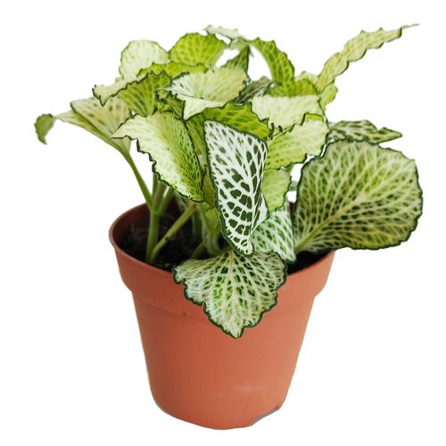 FITTONIA SNOW ANNE 12cm na Arena.pl