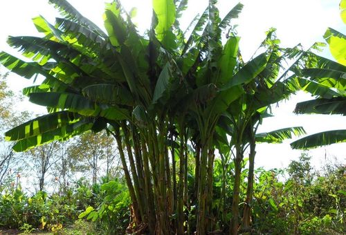 Bananowiec Musa Basjoo sadzonka 20-40cm P9 na Arena.pl