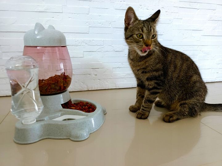 AUTOMATYCZNY PODAJNIK WODY I KARMY MISKA DLA KOTA I PSA DOZOWNIK 2W1 POIDŁO zdjęcie 7