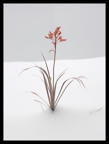 Plakat 30x40cm Subtelność Natury na Arena.pl