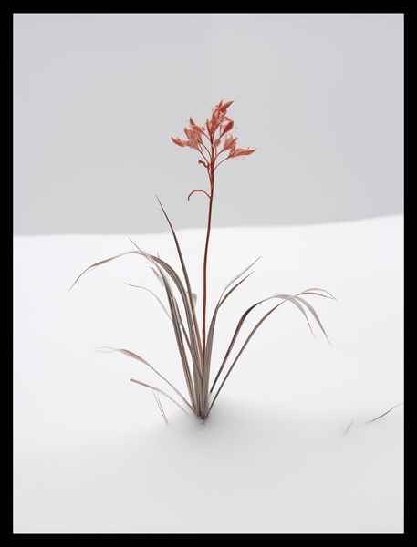 Plakat 30x40cm Subtelność Natury zdjęcie 2