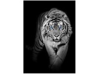 70X50CM OBRAZ DRUK TIGER IN THE DARK ŚCIAN
