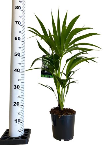 PALMA KENTIA (Kencja, Howea)  70/80cm na Arena.pl