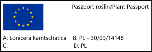 Jagoda kamczacka 'Duet' (Lonicera) w doniczkach C2, wysokość 30-50 cm na Arena.pl