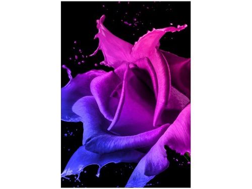 100 70CM OBRAZ PŁÓTNO RÓŻA FARB JAKUB BANAŚ PŁÓTNO RAMA na Arena.pl