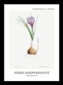 Plakat 13x18cm Design Blue Dutch Iris, Redoute Vintage do Salonu