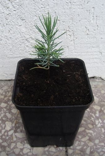 CEDR ATLASKI GLAUCA CEDRUS - sadzonki w doniczkach na Arena.pl