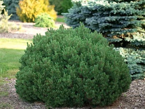 Sosna kosodrzewina Mini Mops C3 na Arena.pl