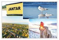 Jantar mewy - magnes szklany