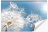 Fototapeta Ścienna Nasiona DMUCHAWCA Roślina Natura Efekt 3D 360cm x 240cm