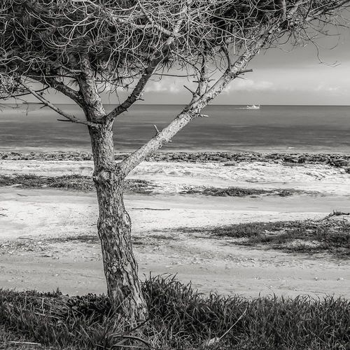 Deco Panel, Drzewo nad morzem 60x40 na Arena.pl