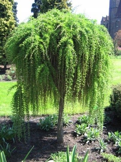 Modrzew europejski Pendula PA 140-160cm C3 zdjęcie 2