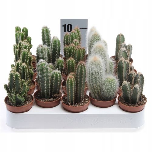 Kaktusy Zestaw Mix 6 Różnych Kaktusów Opuncja Kaktus Prezent Sukulent na Arena.pl