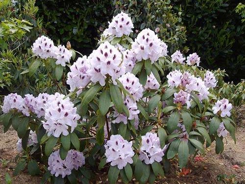 Różanecznik Calsap C3 E na Arena.pl