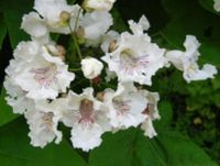 SURMIA WIELKOKWIATOWA - sadzonki w doniczkach !!!