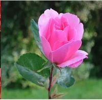 RÓŻA wielkokwiatowa różowa - sadzonki 20 / 30 cm