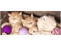 100X40CM ŚPIĄCE KOTY MISCE OBRAZ DRUK DREWNO