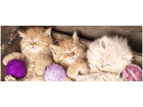 100X40CM ŚPIĄCE KOTY MISCE OBRAZ DRUK DREWNO na Arena.pl