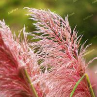 Trawa pampasowa Różowa 'Rose Plume' pióropusz DUŻA W DONICZCE 2.0L