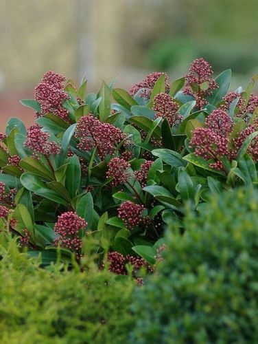 SKIMIA JAPOŃSKA Duże Sadzonki 1L 'Rubella' na Arena.pl