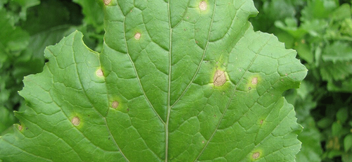 sum39 help plant miedź (cu) 20ml na Arena.pl