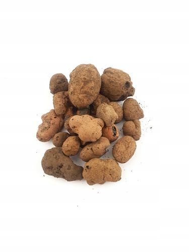 ZESTAW STARTOWY do las w słoiku MIKROKLIMAT na Arena.pl