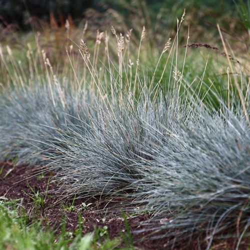 Kostrzewa sina BLUE SELECT na Arena.pl