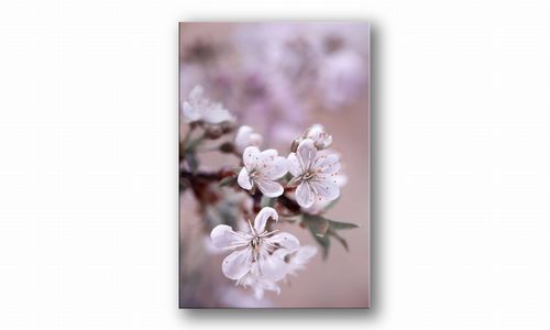 OBRAZ NA PŁÓTNIE 050 Kwiaty 70x100cm na Arena.pl