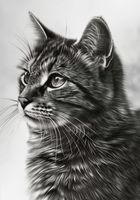 Plakat 70x100cm Kocie Wpatrzenie