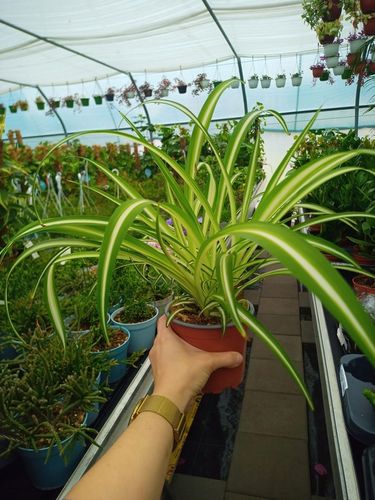 Zielistek Chlorophytum comosum Variegatum Zielistka na Arena.pl