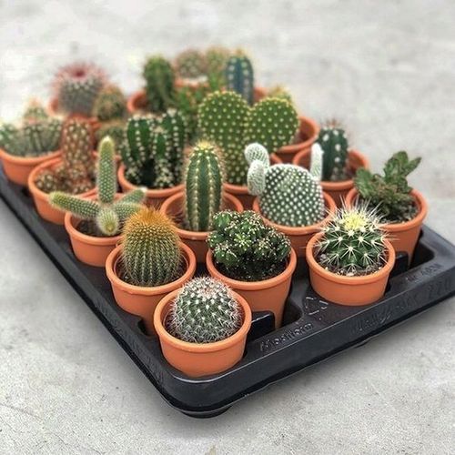 Kaktusy Zestaw Mix 6 Różnych Kaktusów Opuncja Kaktus Prezent Sukulent na Arena.pl
