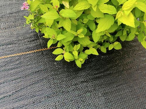 AGROTKANINA 90g 1,6x50m CZARNA AGROWŁÓKNINA UV 3% ANTYCHWASTOWA + na Arena.pl