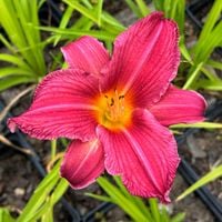 Liliowiec 'Bourbon Kings' Różowy (Hemerocallis) Doniczka 2.0L