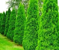 THUJA SZMARAGD TUJA Pakiet 10 sztuk 50 / 70 cm