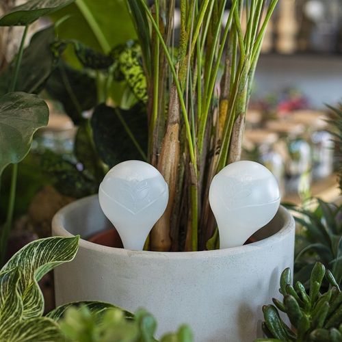 KULE NAWADNIAJĄCE DO KWIATÓW ROŚLIN DONICZEK DOZOWNIK WODY ZESTAW 8szt na Arena.pl