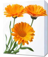 Obraz 40x50cm Słoneczne Kalendule