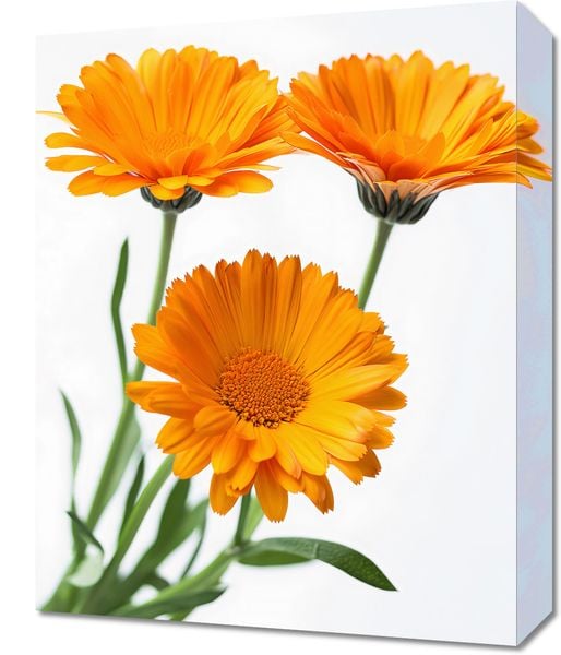 Obraz 40x50cm Słoneczne Kalendule zdjęcie 1