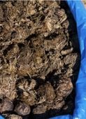 Obornik koński 20 kg ekologiczny świeży obornik do sadu ogrodu warzyw
