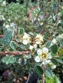 Irga himalajska-Cotoneaster glacialis