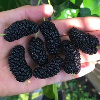 Morwa czarna 'Charm' Największe Zdrowe Owoce (Morus nigra) Sadzonka 2.0L