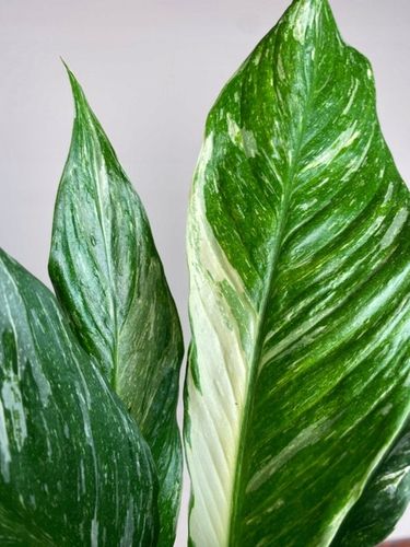 Spathiphyllum Diamond variegated Skrzydłokwiat z biało zielony liśćmi na Arena.pl