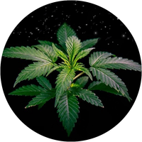 product-compare-61733653