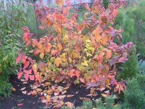 P11 TAWUŁA JAPOŃSKA MACROPHYLLA zdjęcie 1