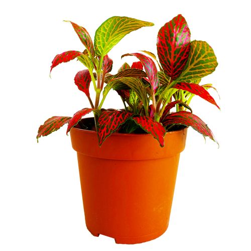 FITTONIA RED ANGEL 12cm na Arena.pl