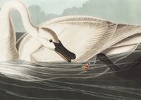 Plakat 29,7x21cm Łabędź Trąbiący, J.J.Audubon Vintage do Salonu